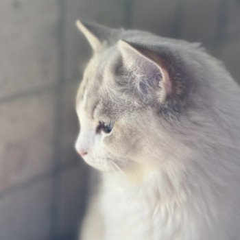 chat Ragdoll blue tabby bicolor ASTREE Chatterie Le Temple des étoiles