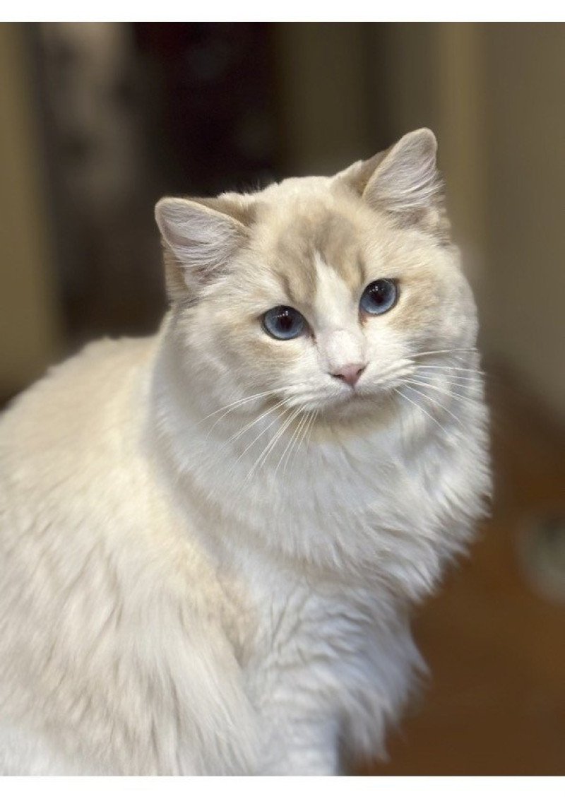 ASTREE Femelle Ragdoll