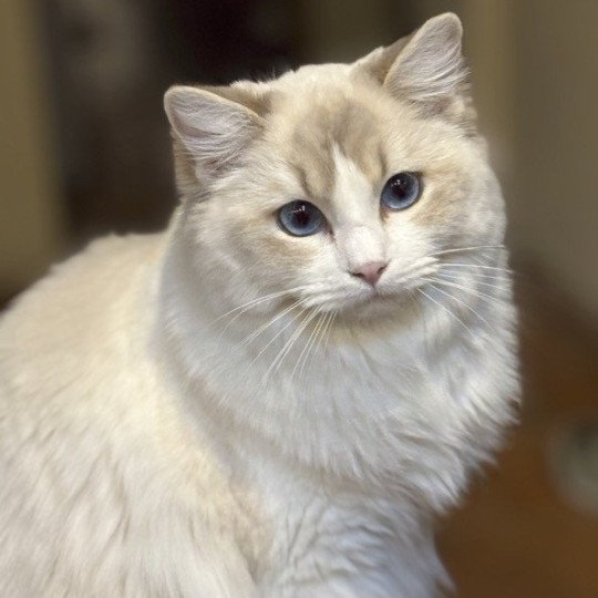 ASTREE Femelle Ragdoll