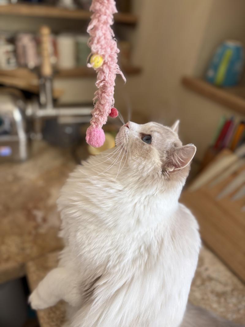 ASTREE Femelle Ragdoll