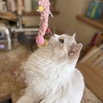 chat Ragdoll blue tabby bicolor ASTREE Chatterie Le Temple des étoiles