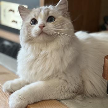 chat Ragdoll blue tabby bicolor ASTREE Chatterie Le Temple des étoiles