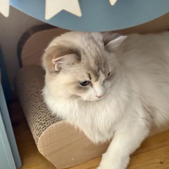 chat Ragdoll blue tabby bicolor ASTREE Chatterie Le Temple des étoiles