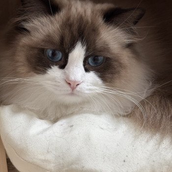 chaton Ragdoll VALOU Chatterie Le Temple des étoiles