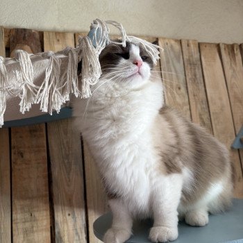 chat Ragdoll black bicolor ZANIAH Chatterie Le Temple des étoiles