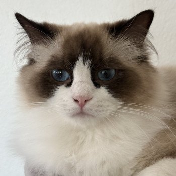 chat Ragdoll black bicolor ZANIAH Chatterie Le Temple des étoiles