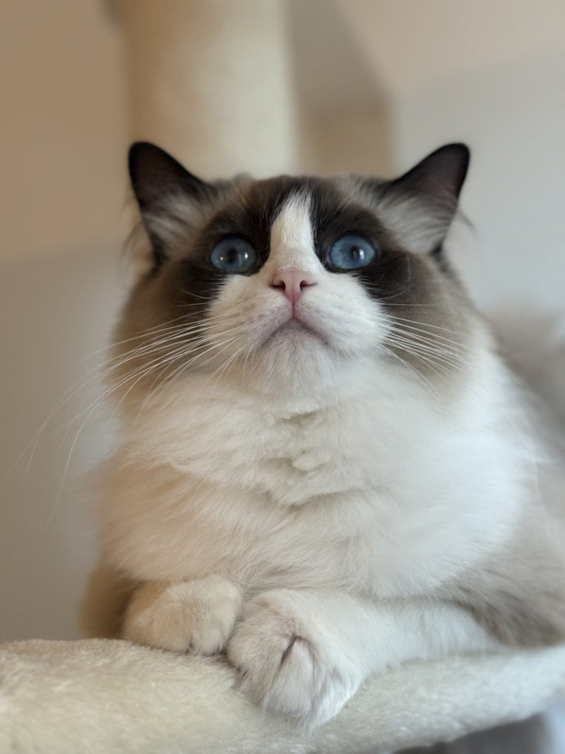 ZANIAH Femelle Ragdoll