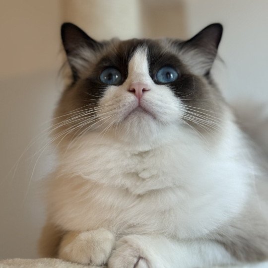 ZANIAH Femelle Ragdoll