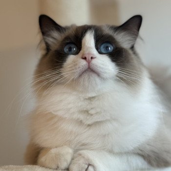 chat Ragdoll black bicolor ZANIAH Chatterie Le Temple des étoiles