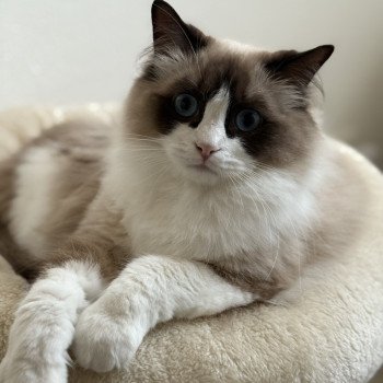 chat Ragdoll black bicolor ZANIAH Chatterie Le Temple des étoiles