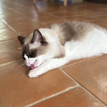 chat Ragdoll black bicolor ZANIAH Chatterie Le Temple des étoiles