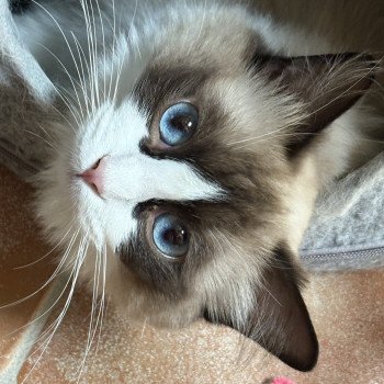 chat Ragdoll black bicolor ZANIAH Chatterie Le Temple des étoiles