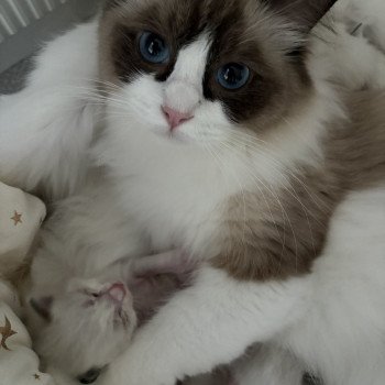 chat Ragdoll black bicolor ZANIAH Chatterie Le Temple des étoiles