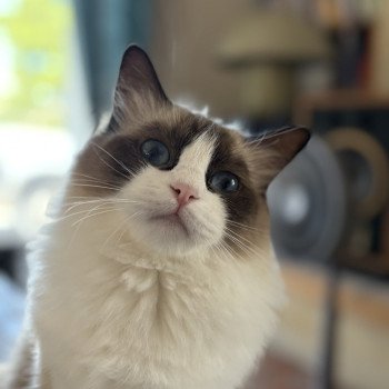 chat Ragdoll black bicolor ZANIAH Chatterie Le Temple des étoiles