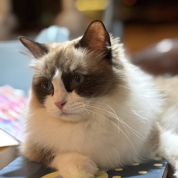 chat Ragdoll black bicolor ZANIAH Chatterie Le Temple des étoiles