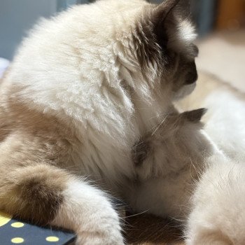 chat Ragdoll black bicolor ZANIAH Chatterie Le Temple des étoiles