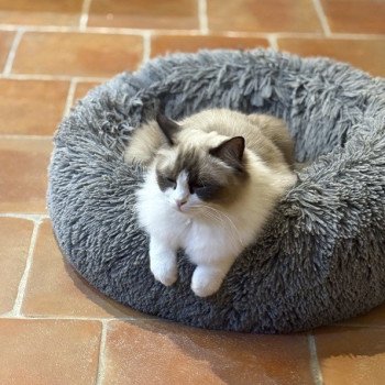 chat Ragdoll black bicolor ZANIAH Chatterie Le Temple des étoiles