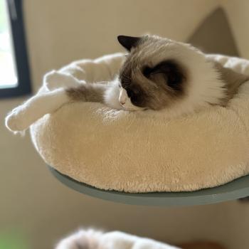 chat Ragdoll black bicolor ZANIAH Chatterie Le Temple des étoiles