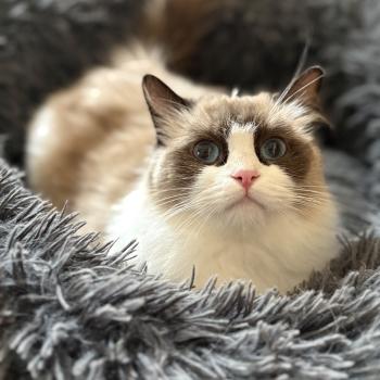 chat Ragdoll black bicolor ZANIAH Chatterie Le Temple des étoiles